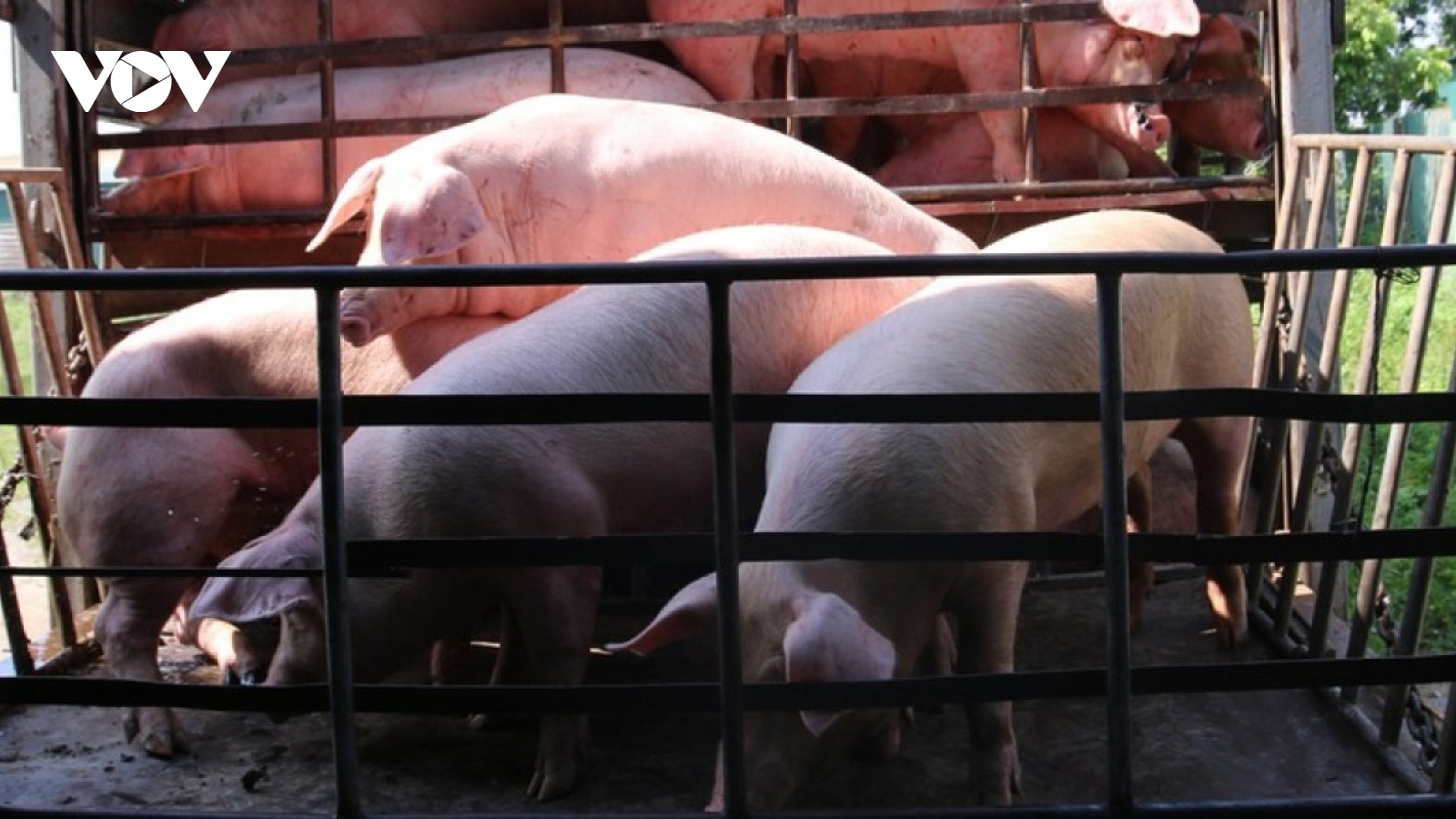 Ngăn chặn buôn bán, vận chuyển trái phép lợn qua biên giới vào Việt Nam